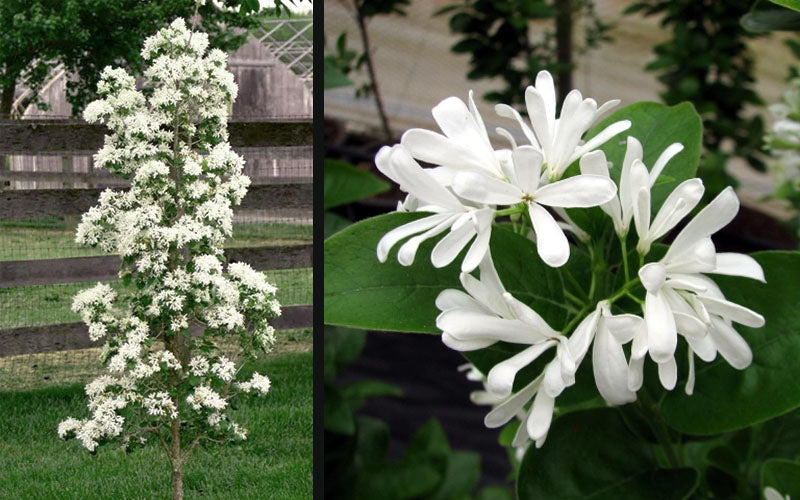 Tokyo Tower Chinese Fringe Tree (Chionanthus Retusus) - 7 Gallon Pot (6-7')