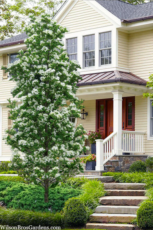  Tokyo Tower Chinese Fringe Tree (Chionanthus Retusus) - 7 Gallon Pot (6-7')