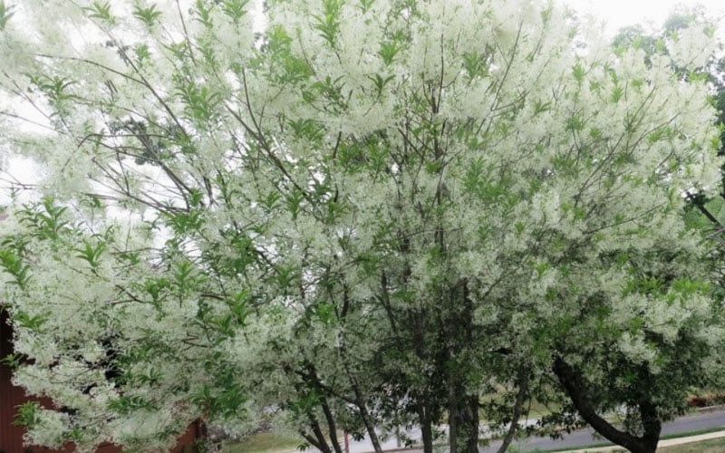  Grancy Graybeard - White Fringe Tree - 3 Gallon Pot