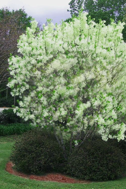  Grancy Graybeard - White Fringe Tree - 3 Gallon Pot