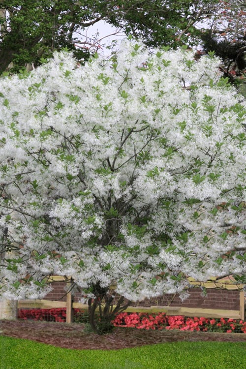  Grancy Graybeard - White Fringe Tree - 3 Gallon Pot