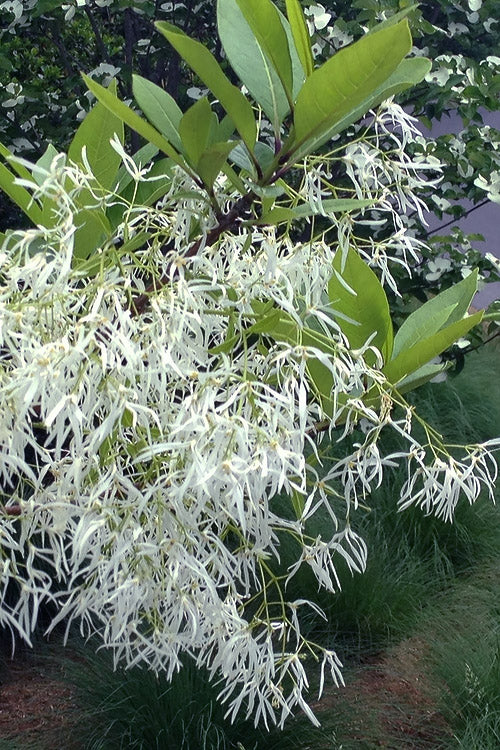  Spring Fleecing Fringe Tree (Chionanthus Virginicus) - 2 Gallon Pot