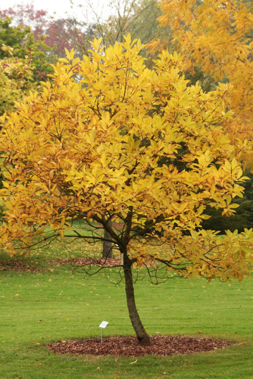 Spring Fleecing Fringe Tree (Chionanthus Virginicus) - 7 Gallon Pot (6-7')