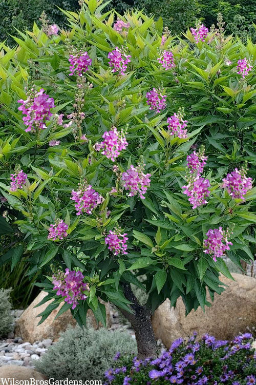  El Nino Desert Orchid (Chitalpa) - 1 Gallon Pot