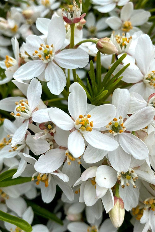  Aztec Pearl Mexican Orange Blossom (Choisya) - 3 Gallon Pot