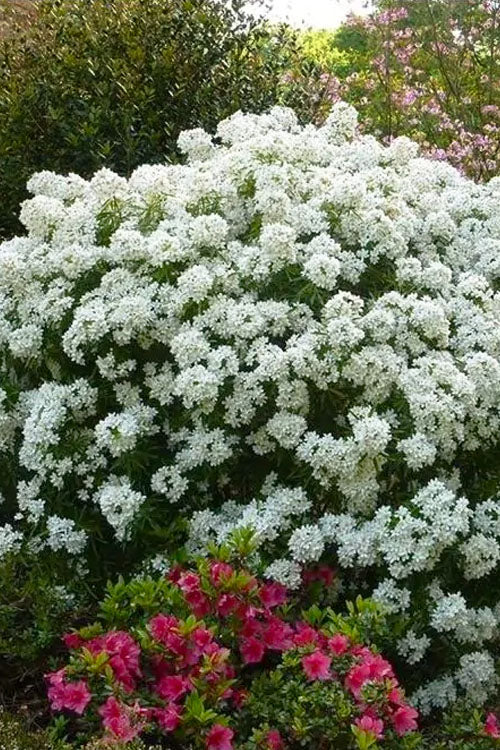  Aztec Pearl Mexican Orange Blossom (Choisya) - 2 Gallon Pot