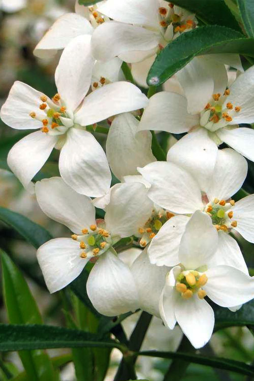  Aztec Pearl Mexican Orange Blossom (Choisya) - 2 Gallon Pot