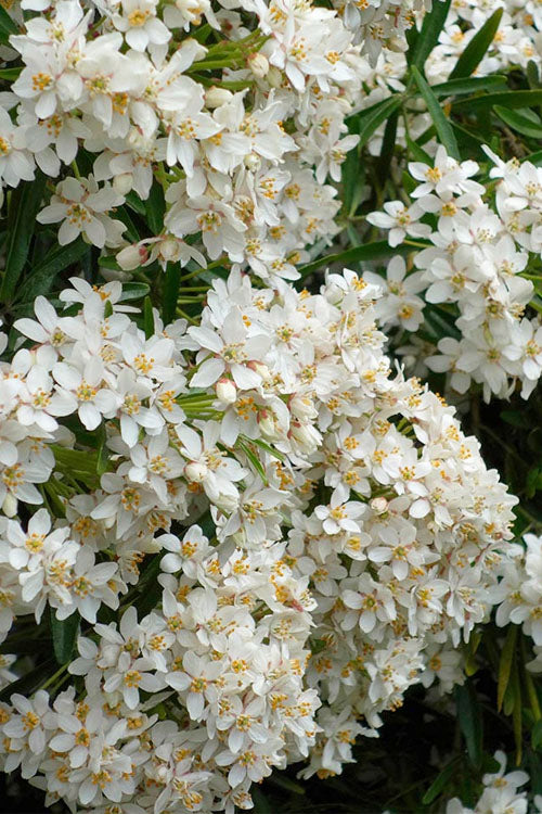  Aztec Pearl Mexican Orange Blossom (Choisya) - 3 Gallon Pot