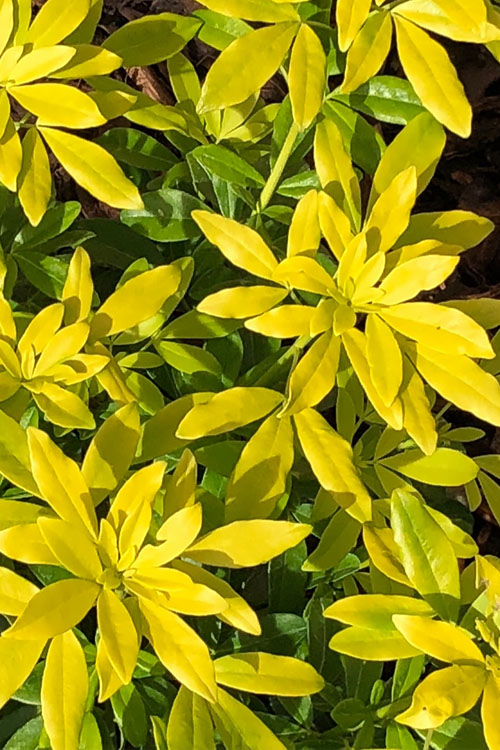  Goldfingers Mexican Orange Blossom (Choisya) - 1 Gallon Pot