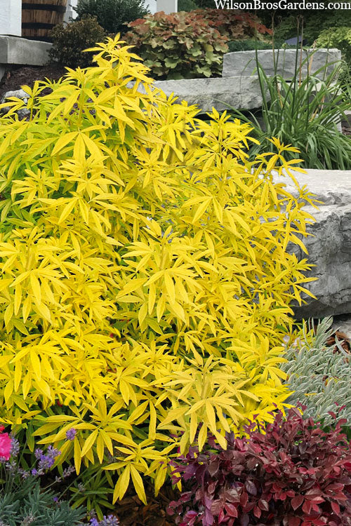  Goldfingers Mexican Orange Blossom (Choisya) - 1 Gallon Pot