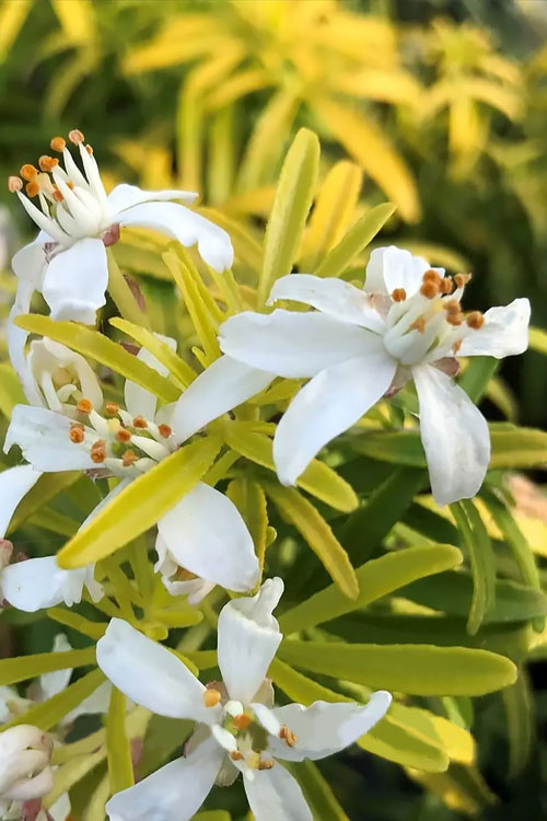  Goldfingers Mexican Orange Blossom (Choisya) - 1 Gallon Pot