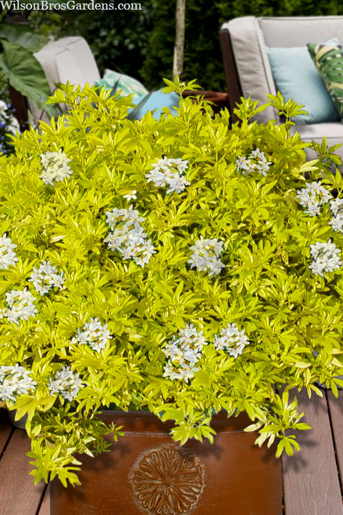  Goldfingers Mexican Orange Blossom (Choisya) - 1 Gallon Pot