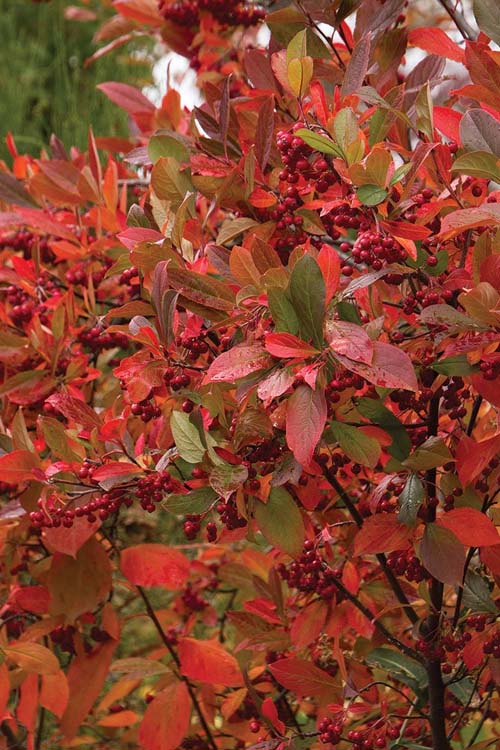  Brilliantissima Aronia (Red Chokeberry) - 3 Gallon Pot