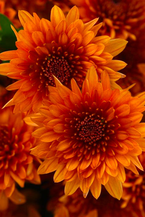  Blazing Orange Garden Mum (Chrysanthemum) - 8" Pot