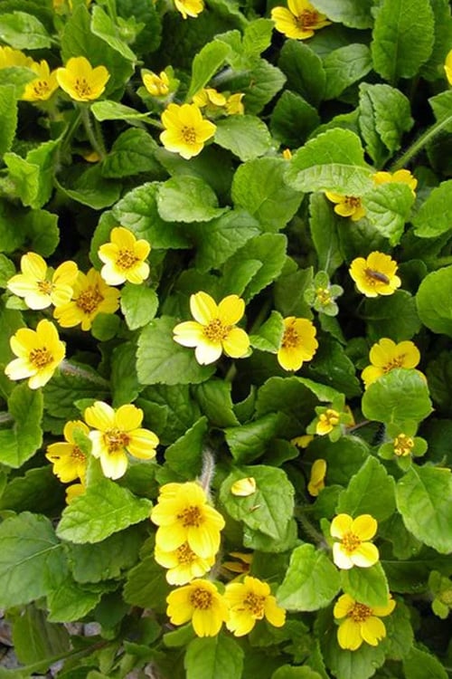  Pierre Chrysogonum (Green And Gold) - 5 Pack Of Quart Pots 