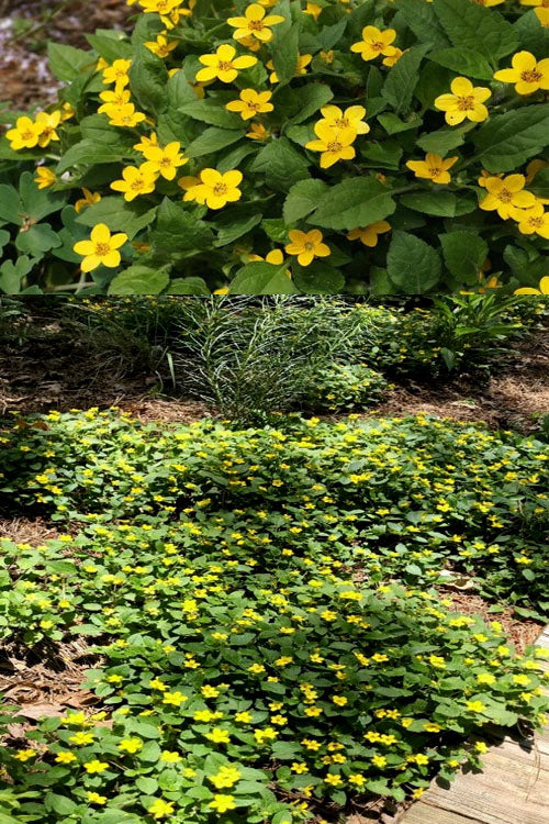  Pierre Chrysogonum (Green And Gold) - 5 Pack Of Quart Pots