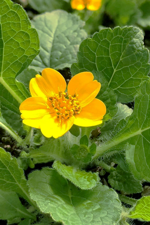  Pierre Chrysogonum (Green And Gold) - 5 Pack Of Quart Pots