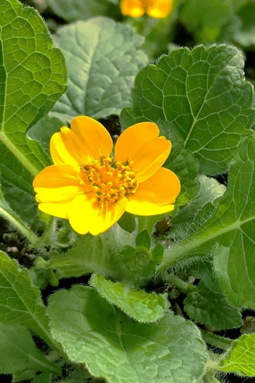  Pierre Chrysogonum (Green And Gold) - 5 Pack Of Quart Pots 