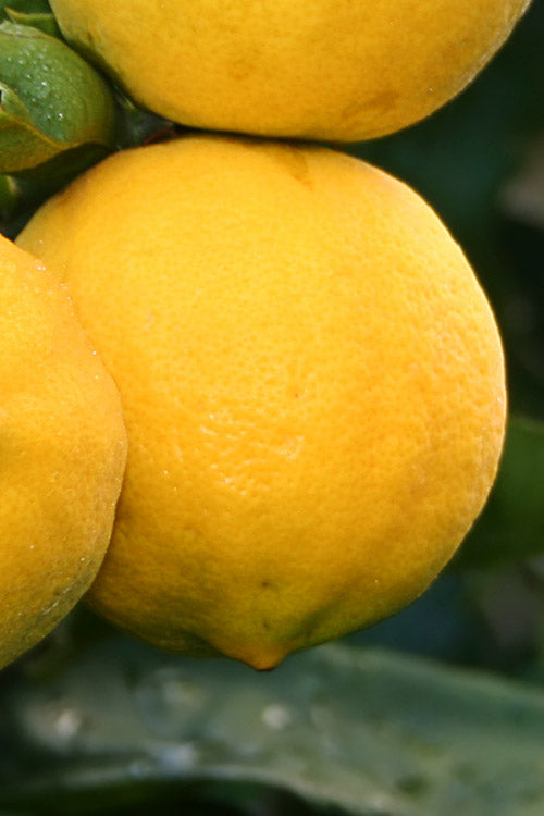  Meyer Lemon Tree (Citrus X Meyeri) - 3 Gallon Pot