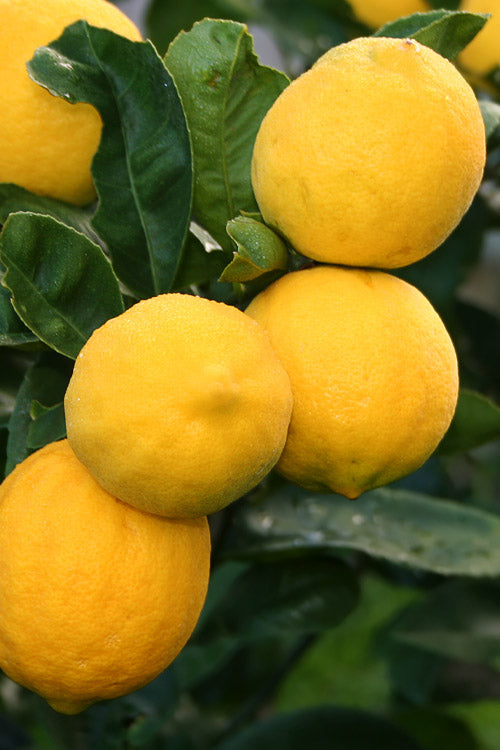  Meyer Lemon Tree (Citrus X Meyeri) - 3 Gallon Pot