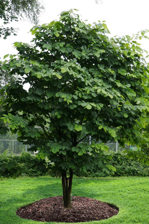  American Yellowwood Tree (Cladastris Kentukea) - 7 Gallon Pot (4-5')