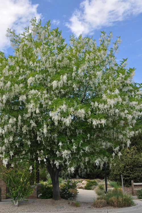  American Yellowwood Tree (Cladastris Kentukea) - 7 Gallon Pot (4-5')