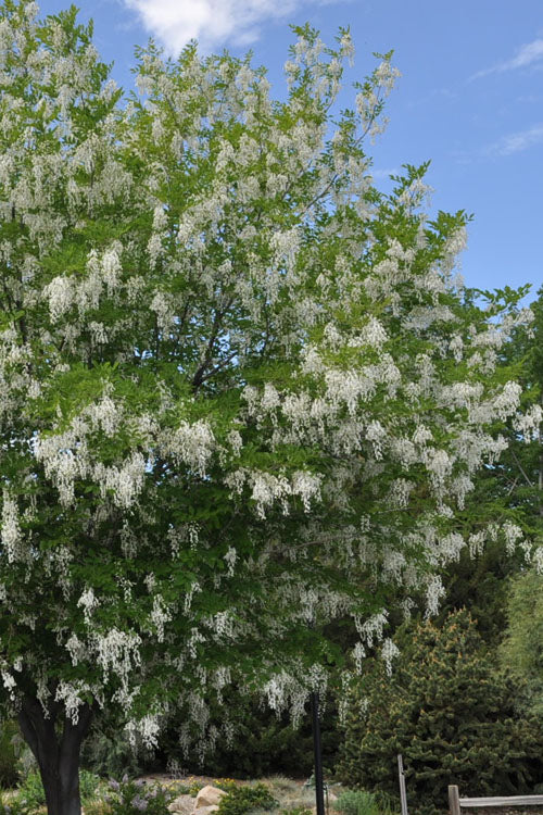  American Yellowwood Tree (Cladastris Kentukea) - 7 Gallon Pot (6-7')