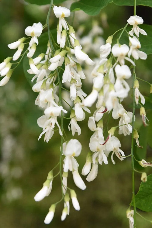  American Yellowwood Tree (Cladastris Kentukea) - 3 Gallon Pot