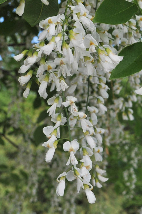  American Yellowwood Tree (Cladastris Kentukea) - 7 Gallon Pot (6-7')