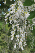  American Yellowwood Tree (Cladastris Kentukea) - 7 Gallon Pot (6-7')