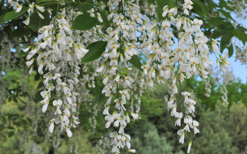  American Yellowwood Tree (Cladastris Kentukea) - 7 Gallon Pot (6-7')