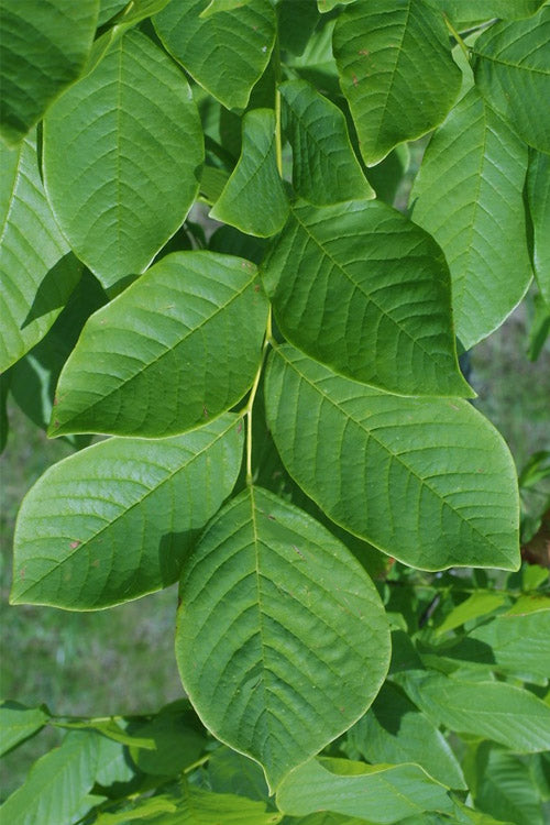  American Yellowwood Tree (Cladastris Kentukea) - 7 Gallon Pot (6-7')