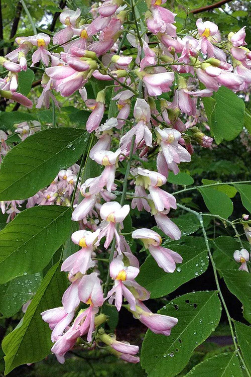  Perkins Pink American Yellowwood Tree - 7 Gallon Pot
