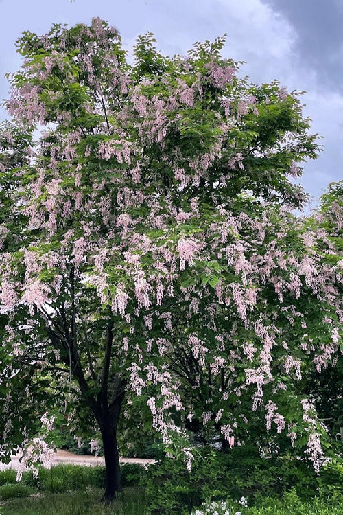  Perkins Pink American Yellowwood Tree - 7 Gallon Pot