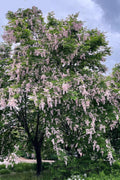  Perkins Pink American Yellowwood Tree - 7 Gallon Pot