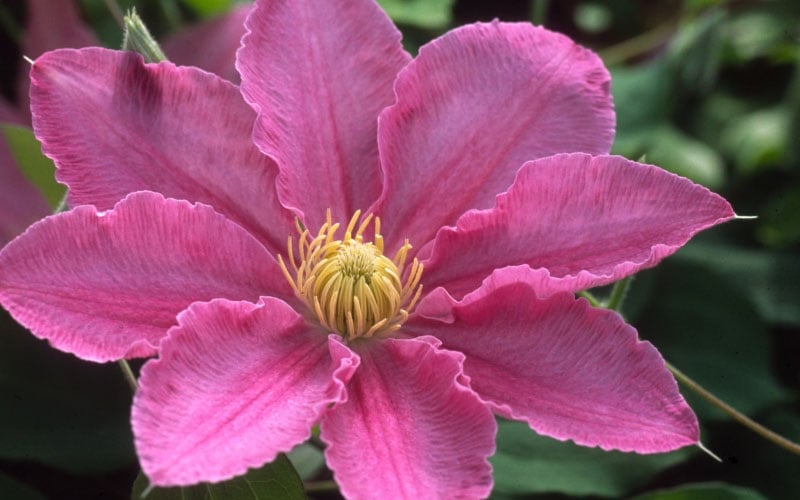 Abilene Clematis - 1 Gallon Pot