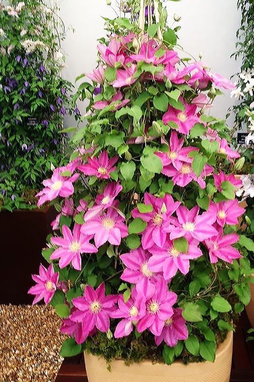 Abilene Clematis - 1 Gallon Pot