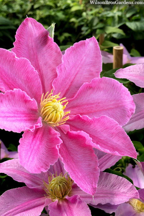  Abilene Clematis - 1 Gallon Pot