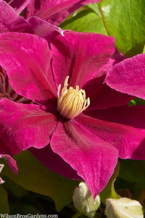  Acropolis Clematis - 1 Gallon Pot