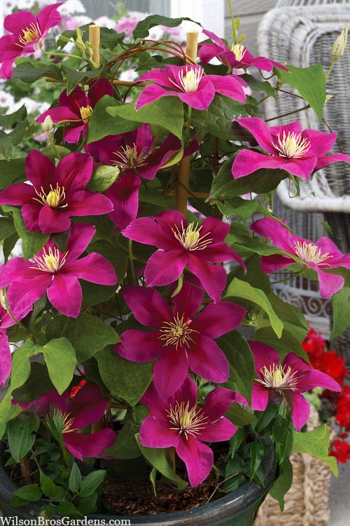  Acropolis Clematis - 1 Gallon Pot