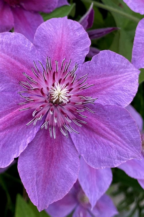  Adam's Courage Clematis - 1 Gallon Pot