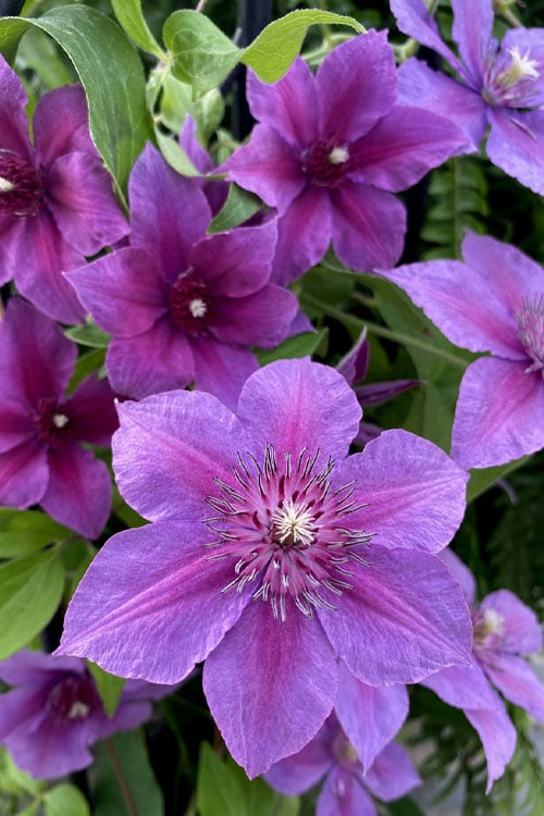  Adam's Courage Clematis - 1 Gallon Pot