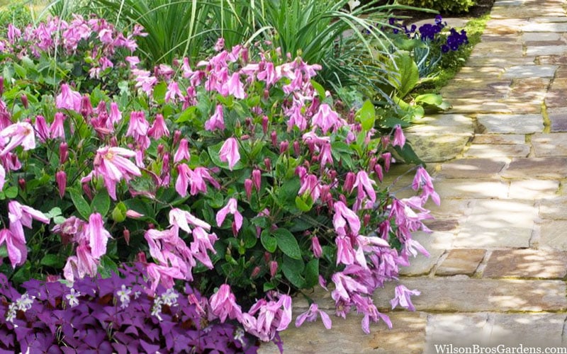  Alionushka Clematis - 1 Gallon Pot