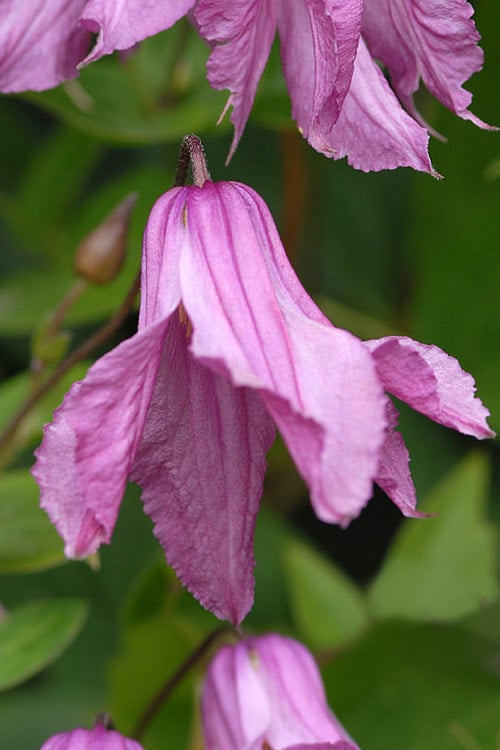  Alionushka Clematis - 1 Gallon Pot