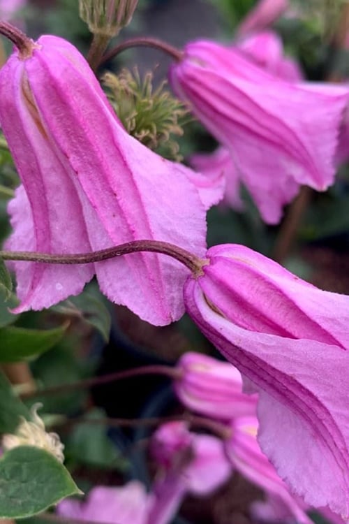  Alionushka Clematis - 1 Gallon Pot