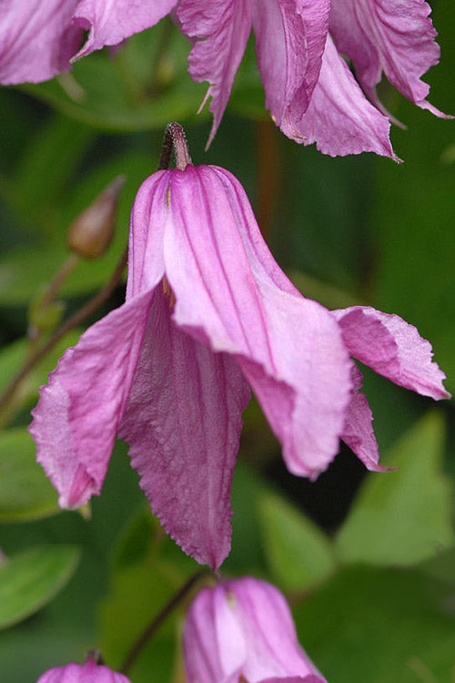  Alionushka Clematis - 1 Gallon Pot
