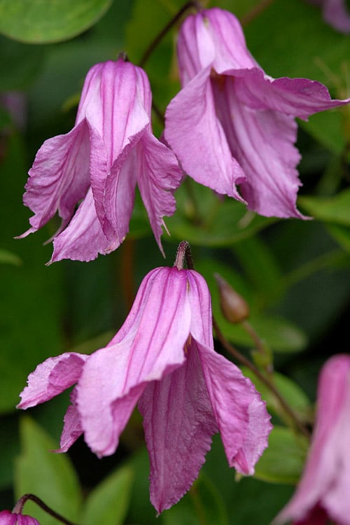  Alionushka Clematis - 1 Gallon Pot