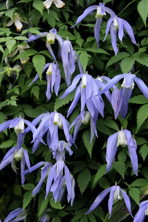  Blue Dancer Clematis - 1 Gallon Pot