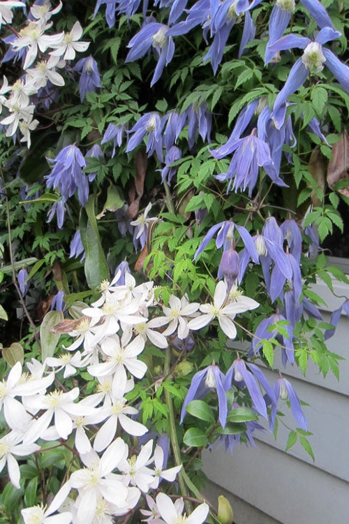  Blue Dancer Clematis - 1 Gallon Pot