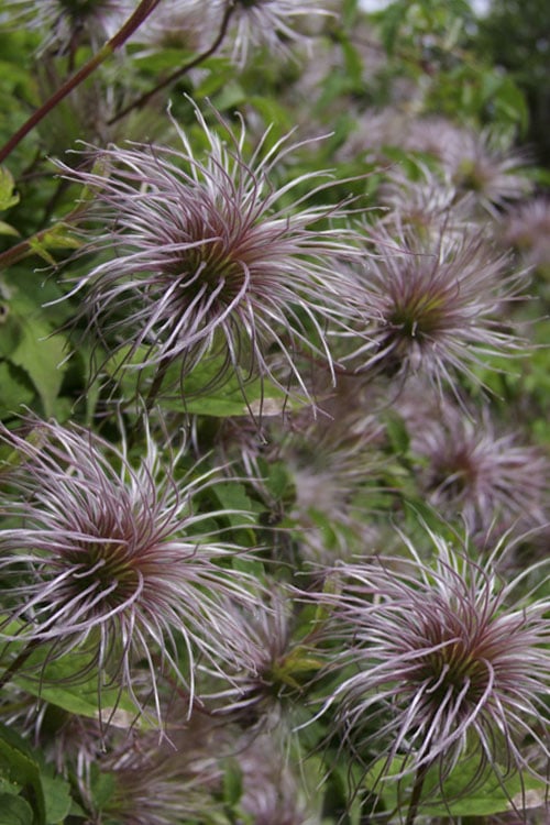 Blue Dancer Clematis - 1 Gallon Pot